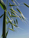 avena sativa